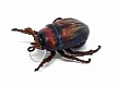 Chafer37 Майский жук уменьшенный SG-00-L
