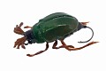 Chafer37 Майский жук уменьшенный SG-06-K